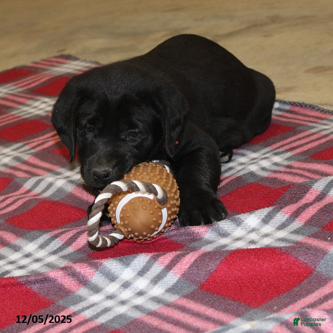 Goldador dogs for sale: Jingles - Ad 2