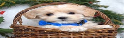 Maltipoo dogs for sale: Leo - Ad 3