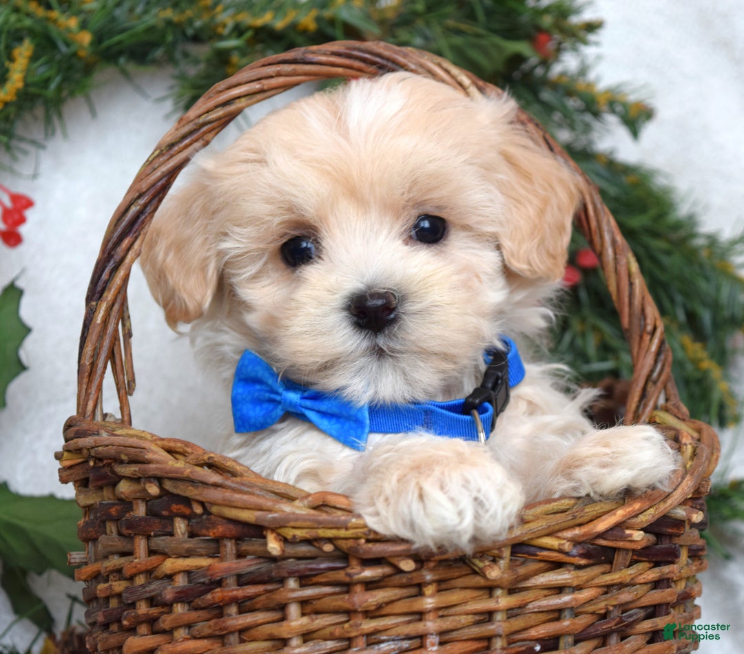 Maltipoo dogs for sale: Leo - Ad 3