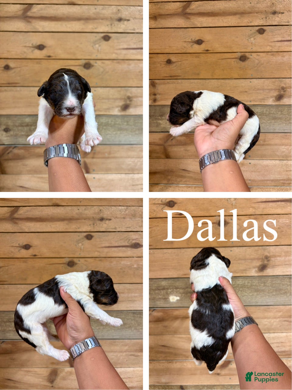 Bernedoodle dogs Dallas - Ad 1
