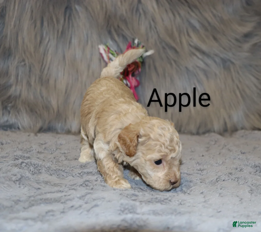 Havapoo dogs for sale: Apple Toy Size👨‍👨‍👦‍👦💞🐕 - Ad 10