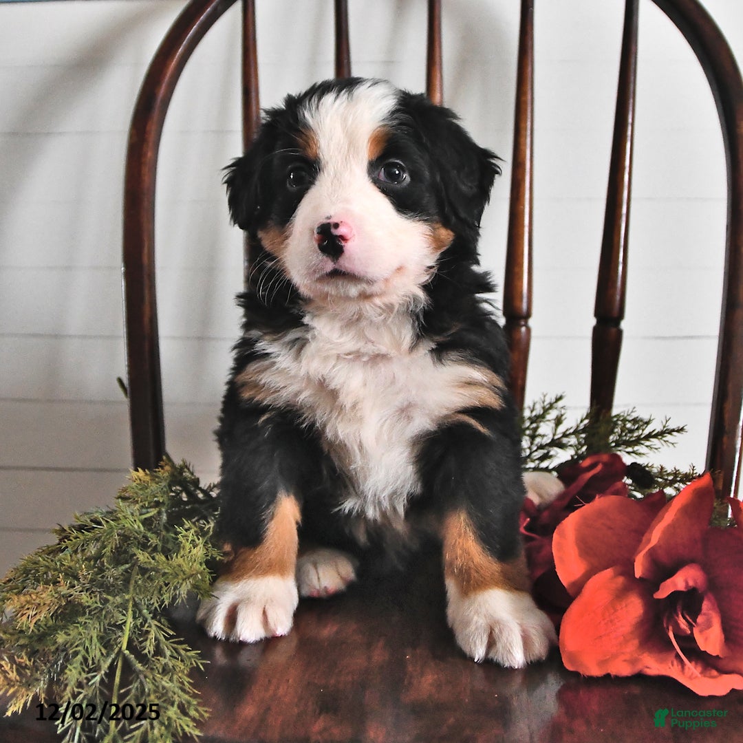 Bernese Mountain Dog dogs for sale: Jane - Ad 2