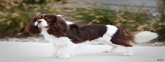 Maxwell