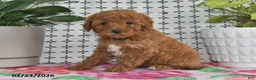 Goldendoodle dogs for sale: Rosco - Ad 2