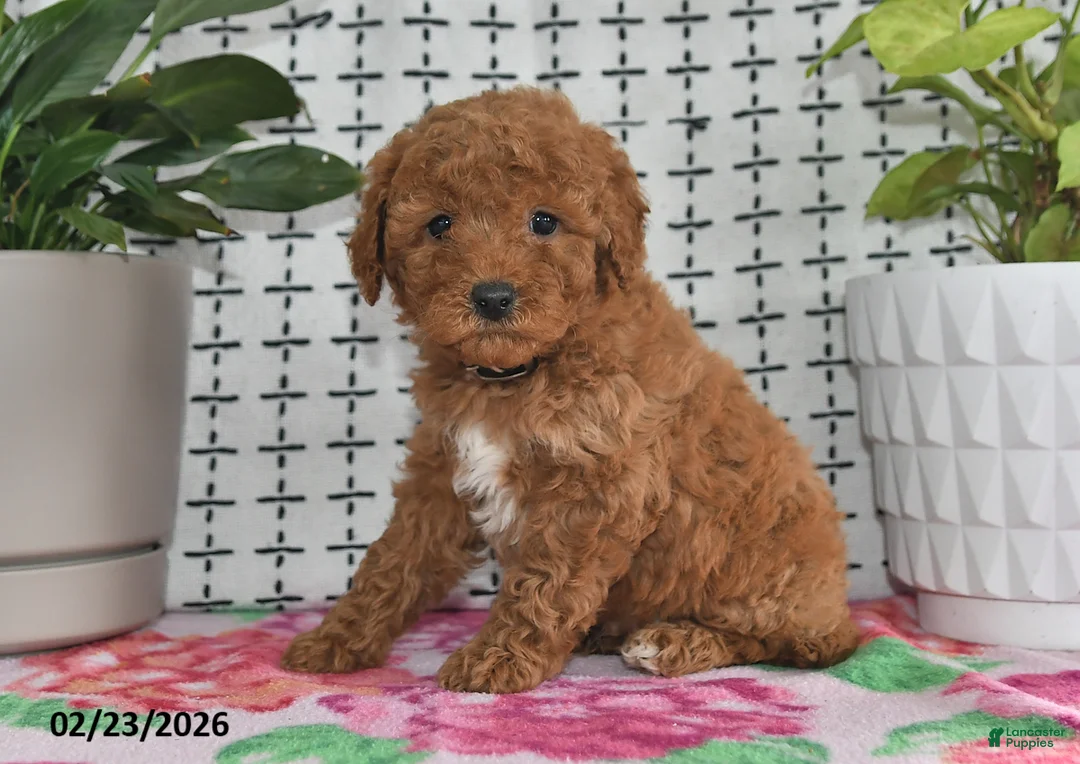 Goldendoodle dogs for sale: Rosco - Ad 2