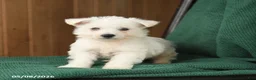 Westiepoo dogs for sale: Teddy - Ad 3