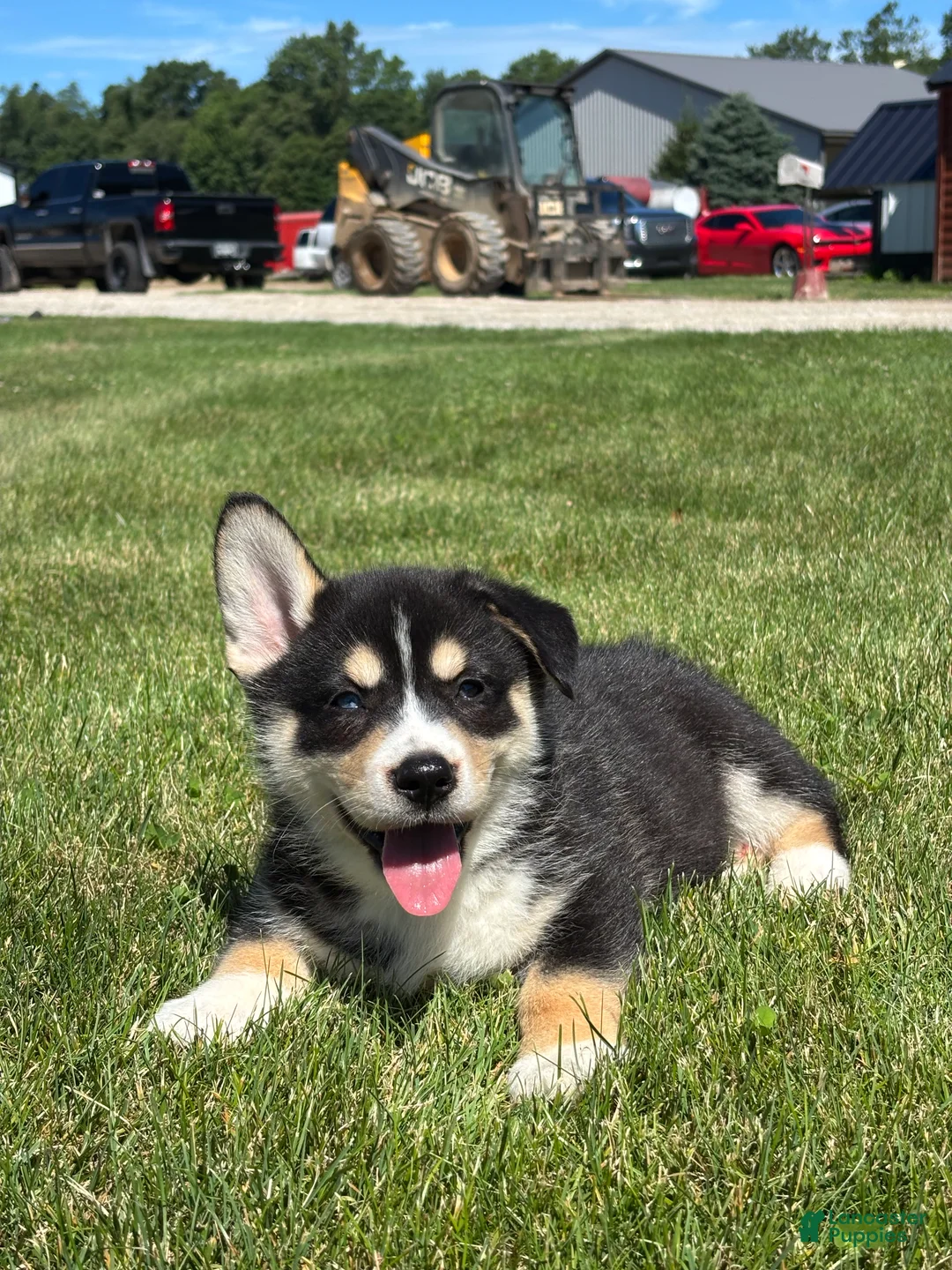 Mixed Breed dogs for sale: Richard - Ad 3