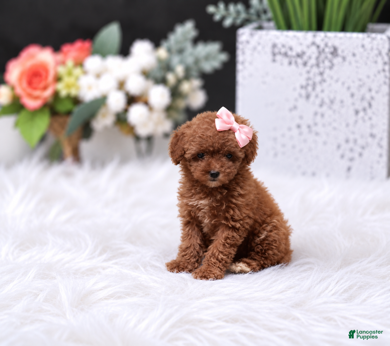 Toy Poodle