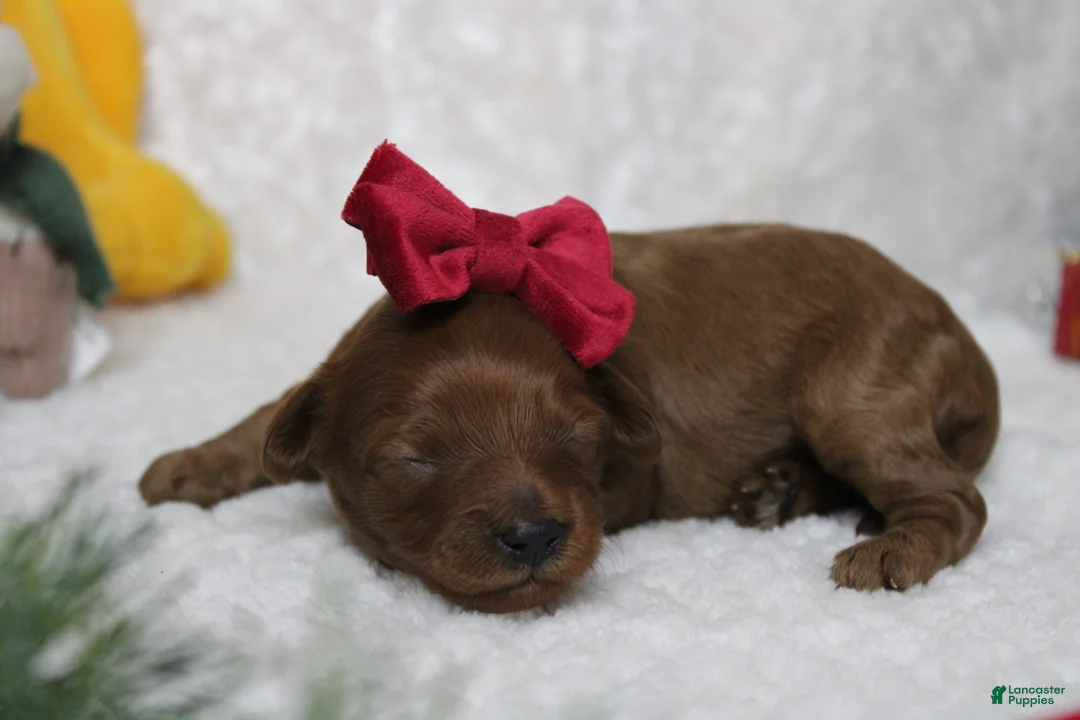 Cavapoo dogs for sale: Cinnamon  - Ad 11