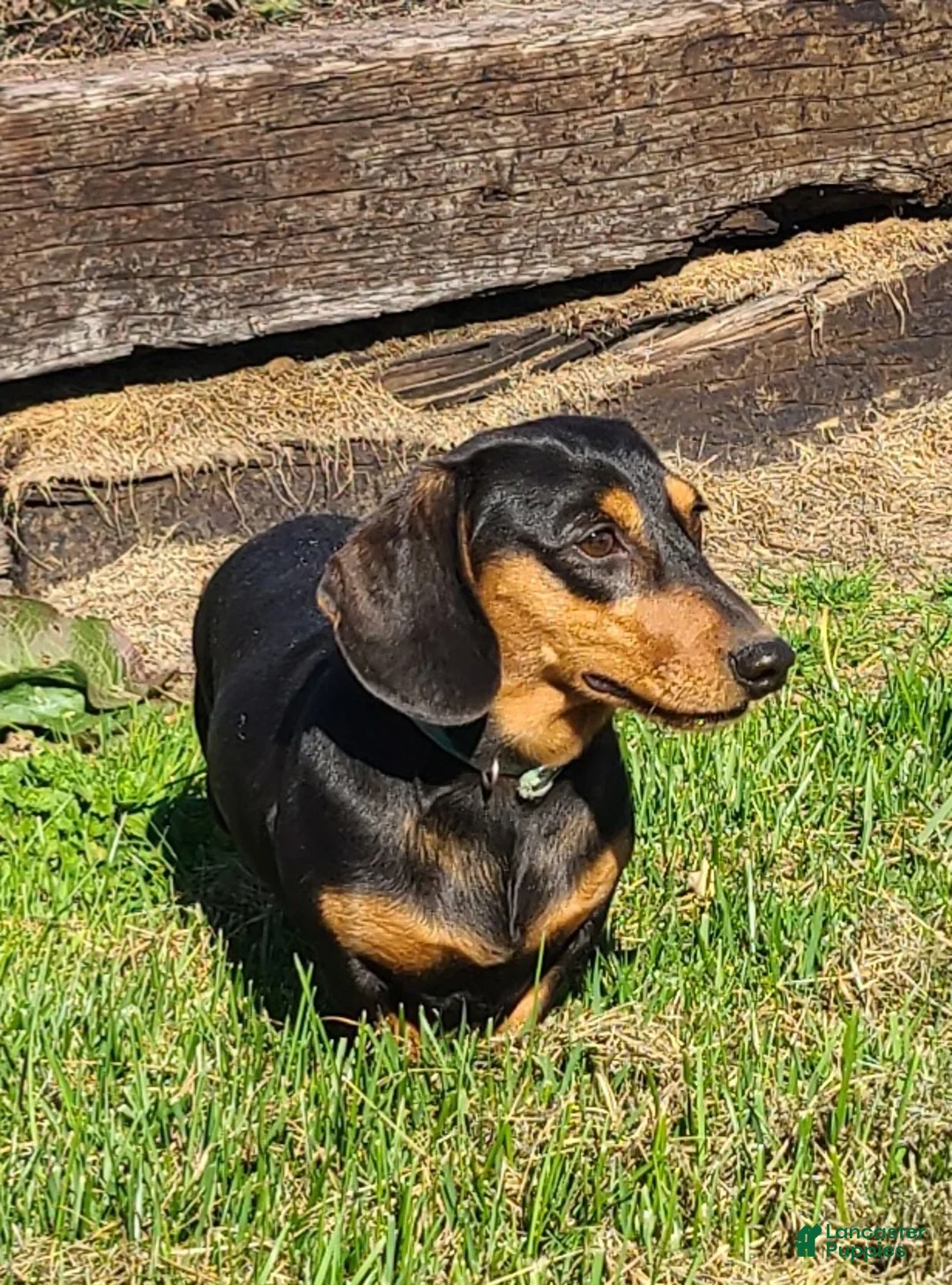 Miniature Dachshund dogs for sale: Gemma - Ad 3