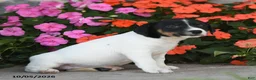 Jack Russell Terrier dogs for sale: Lakelyn - Ad 3