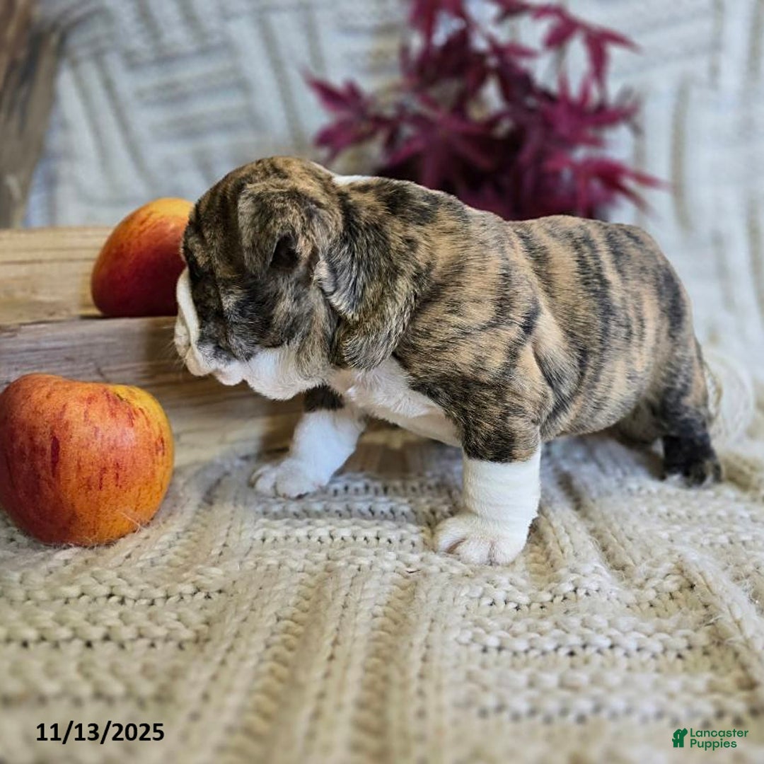 English Bulldog dogs for sale: Maria  - Ad 17