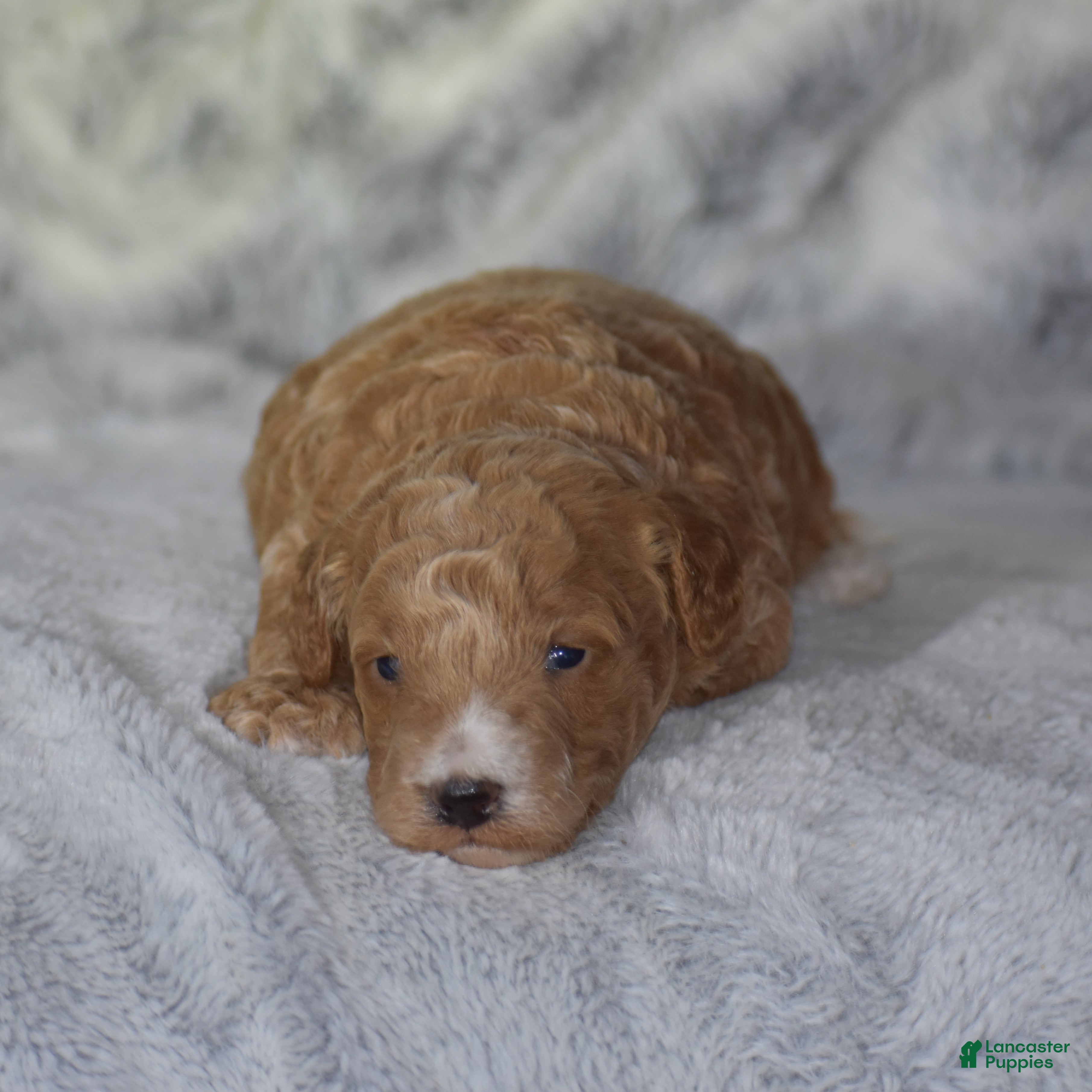 Miniature Poodle dogs Lexis - Ad 1