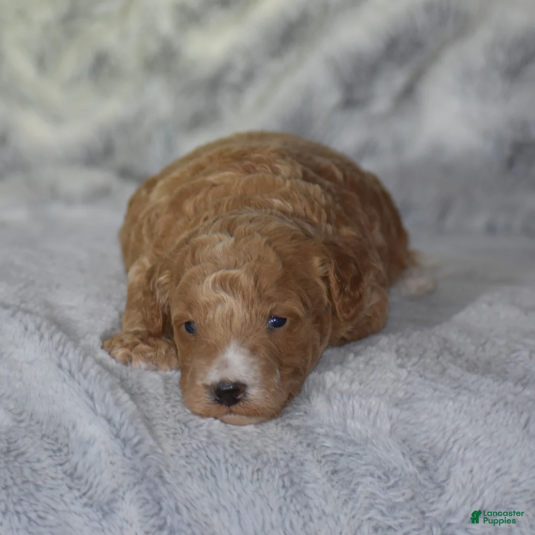 Miniature Poodle dogs for sale: Lexis - Ad 1