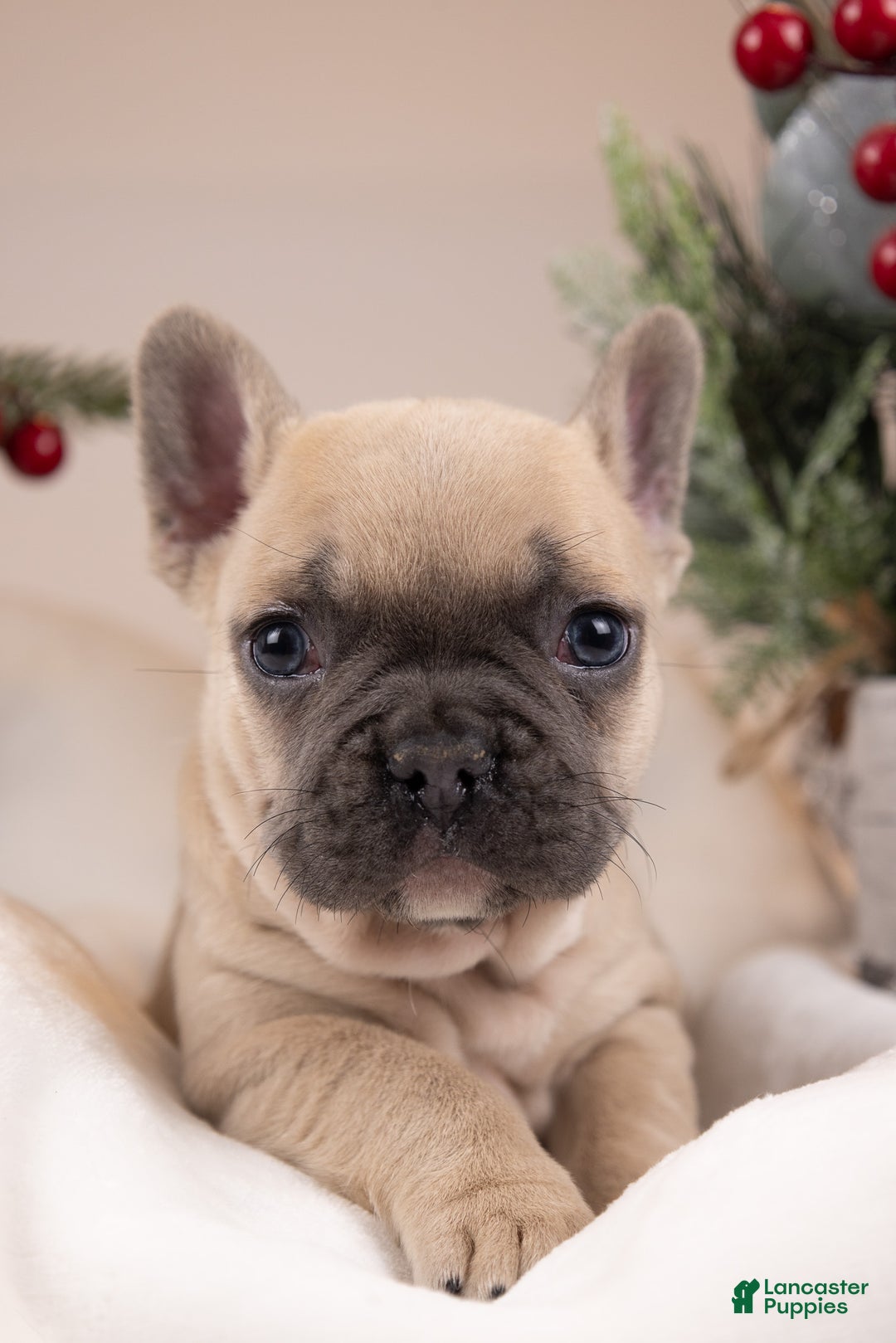 French Bulldog dogs for sale: Bluey - Ad 1