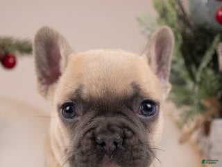 French Bulldog dogs for sale: Bluey - Ad 4