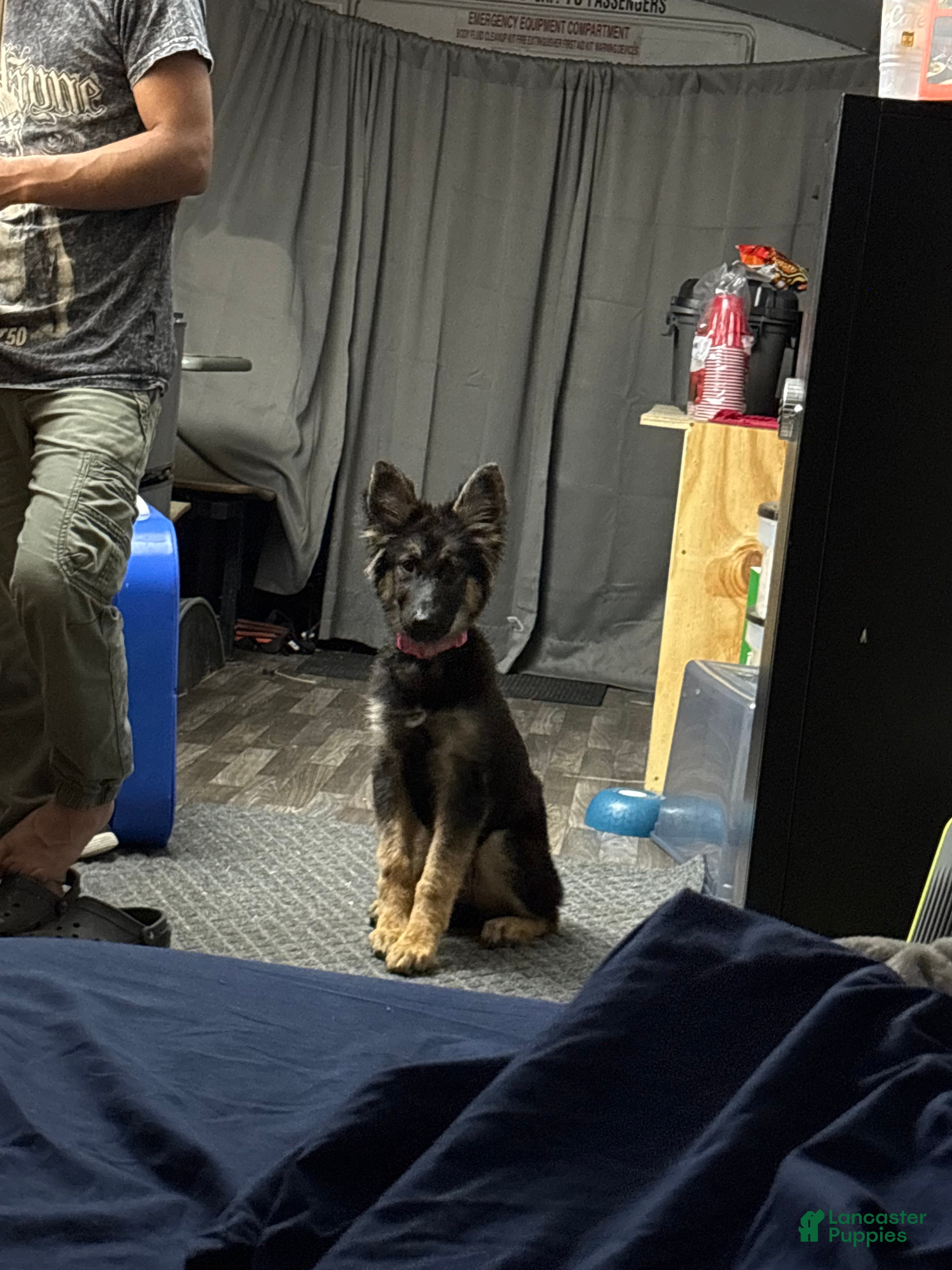 Mixed Breed dogs Luna  - Ad 1