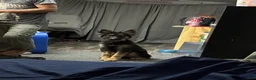 Mixed Breed dogs for sale: Luna  - Ad 1