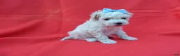 Malshi dogs for sale: Colby - Ad 1