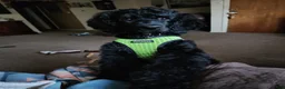 Standard Poodle dogs for sale: Standard Poodle Puppy  - Ad 3