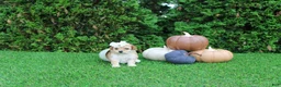 Toy Poodle dogs for sale: AKC Ellie(tiny) - Ad 1