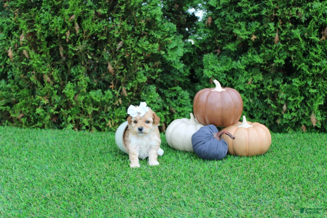 Toy Poodle dogs for sale: AKC Ellie(tiny) - Ad 1