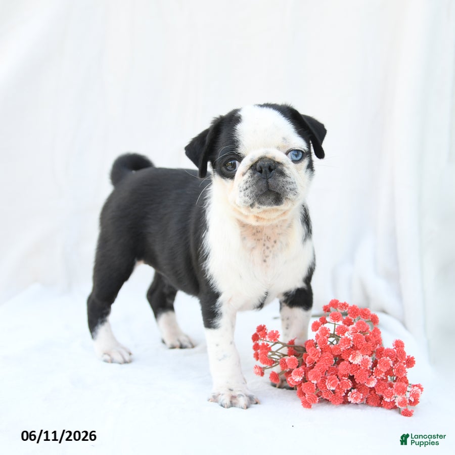 Boston Terrier dogs Havana - Ad 1