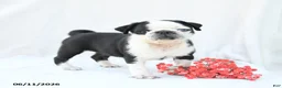Boston Terrier dogs for sale: Havana - Ad 1