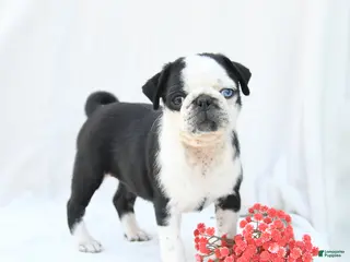 Boston Terrier dogs for sale: Havana - Ad 4