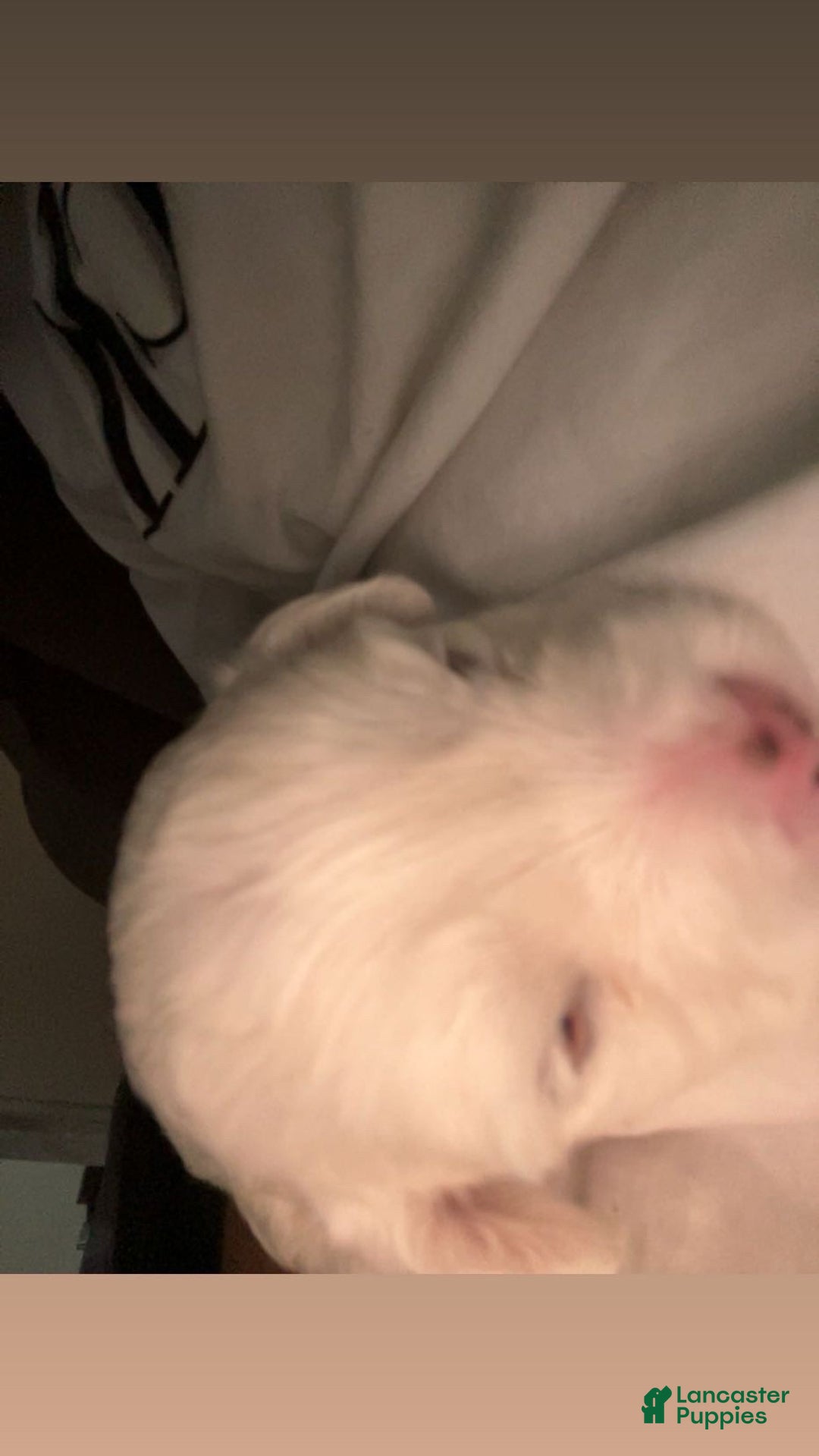 Malshi dogs for sale: Malshi Puppy 1 - Ad 1