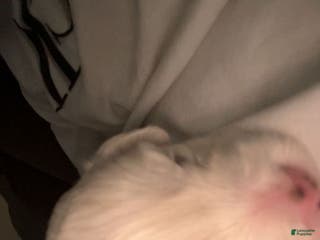 Malshi dogs Malshi Puppy 1 - Ad 6