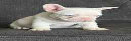 French Bulldog dogs for sale: Pink Bella - Ad 7
