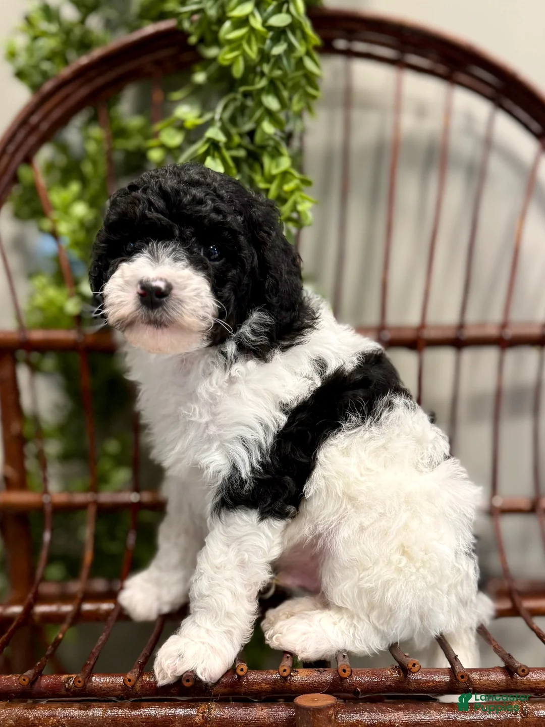 Mini Goldendoodle dogs for sale: Oscar - Ad 5