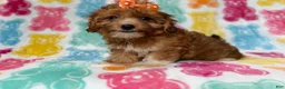 Yorkiepoo dogs for sale: Bree - Ad 10