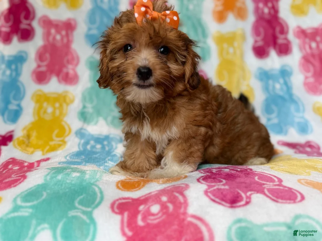 Yorkiepoo dogs for sale: Bree - Ad 10