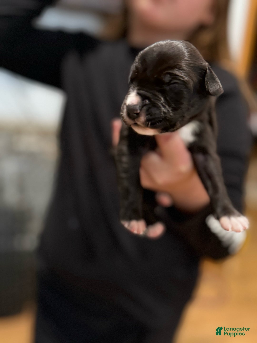 Great Dane dogs for sale: Black female white nose  - Ad 2