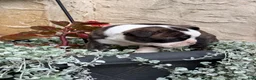 Boston Terrier dogs for sale: Kathi - Ad 8