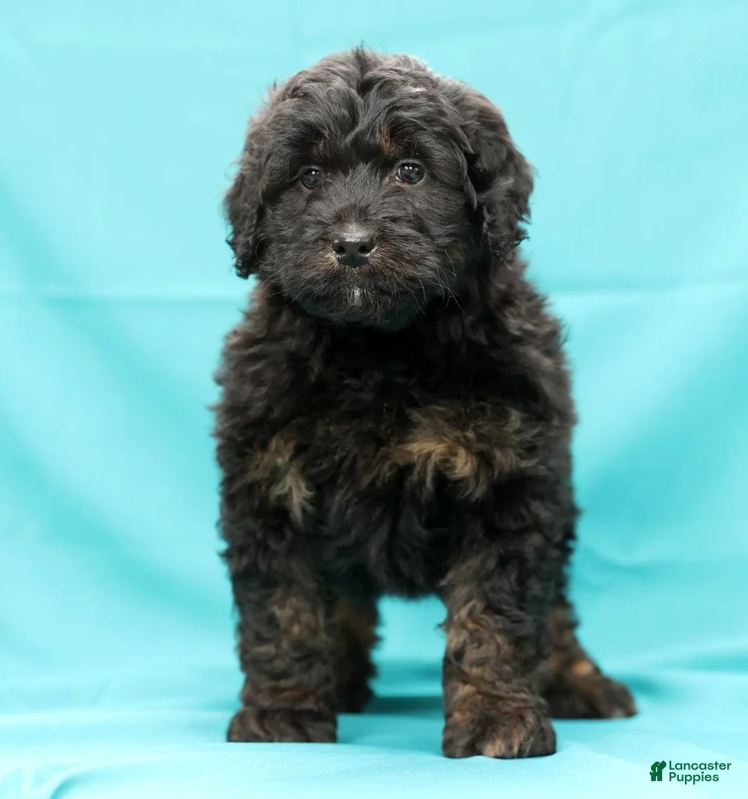 Mini Bernedoodle dogs for sale: Russ - Ad 6