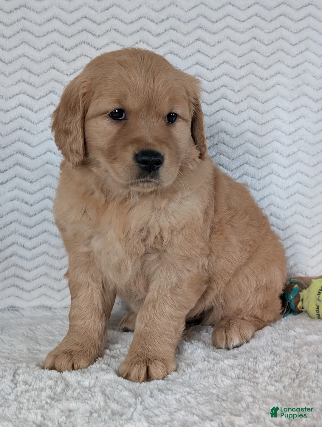 Golden Retriever dogs for sale: Miss Rosie  - Ad 7