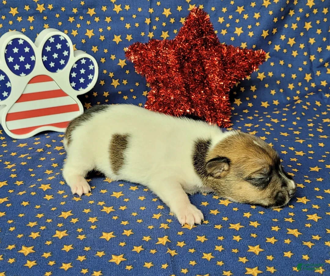 Jack Russell Terrier dogs for sale: CKC "Roxi" delivery available  - Ad 5