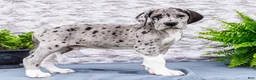 Great Dane dogs for sale: Zander - Ad 6