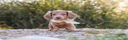 Dachshund dogs for sale: Amelia - Ad 11