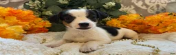 Jack Russell Terrier dogs for sale: Acorn - Ad 1