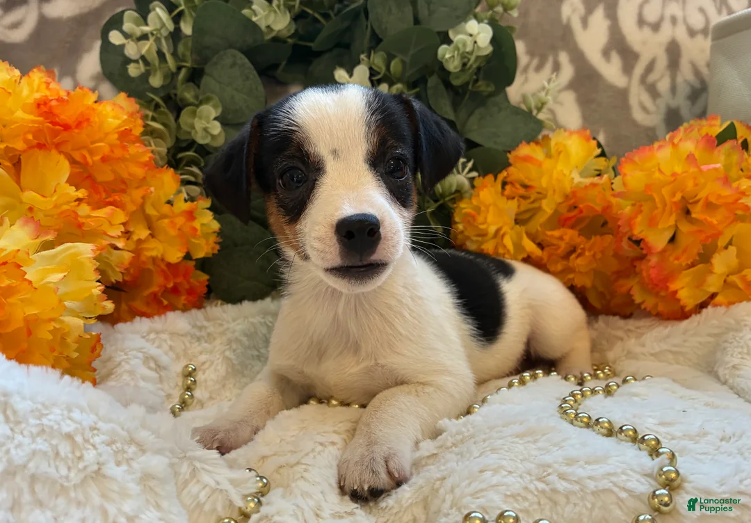 Jack Russell Terrier dogs for sale: Acorn - Ad 1
