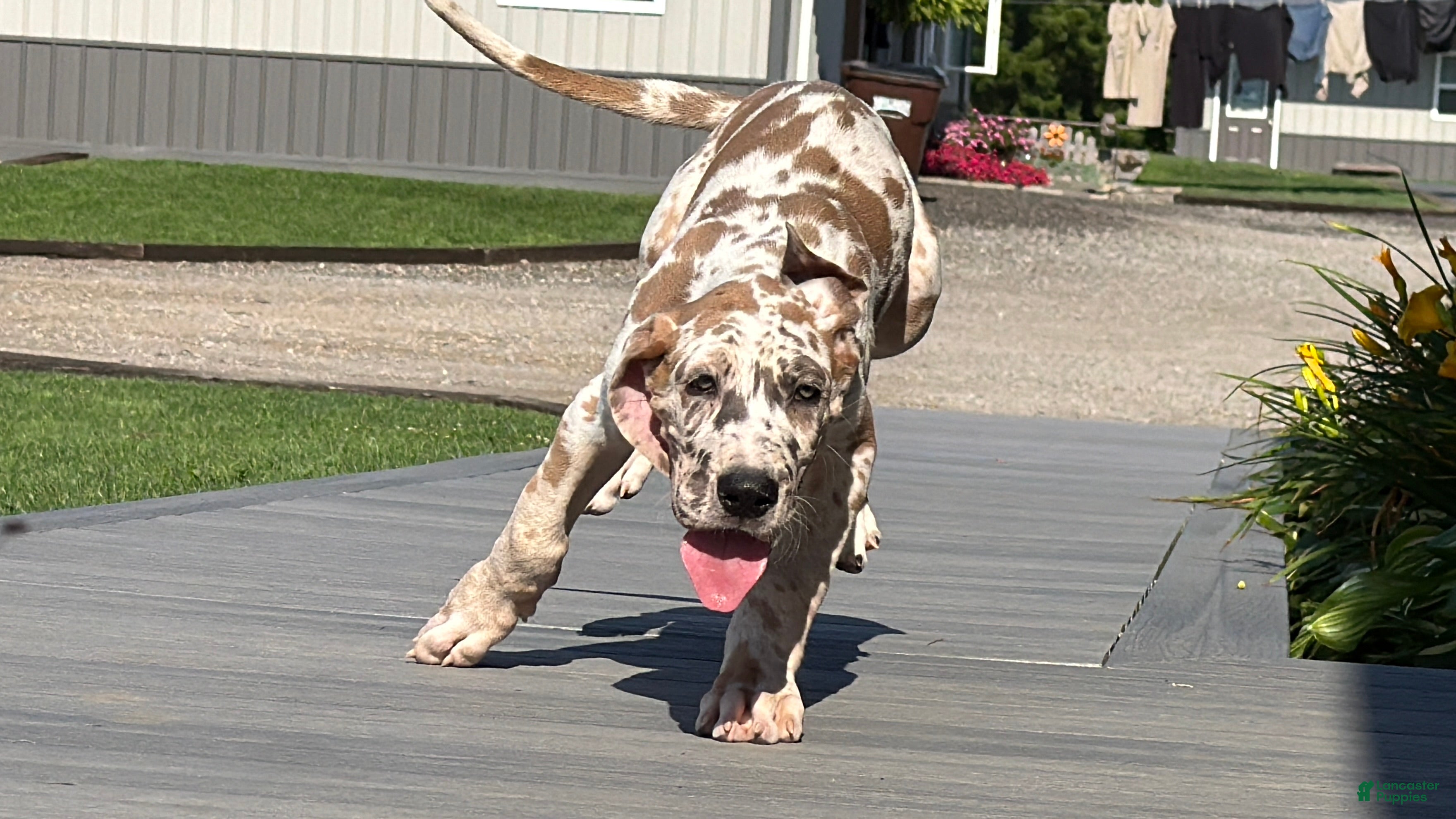 Great Dane dogs Speckles  - Ad 1