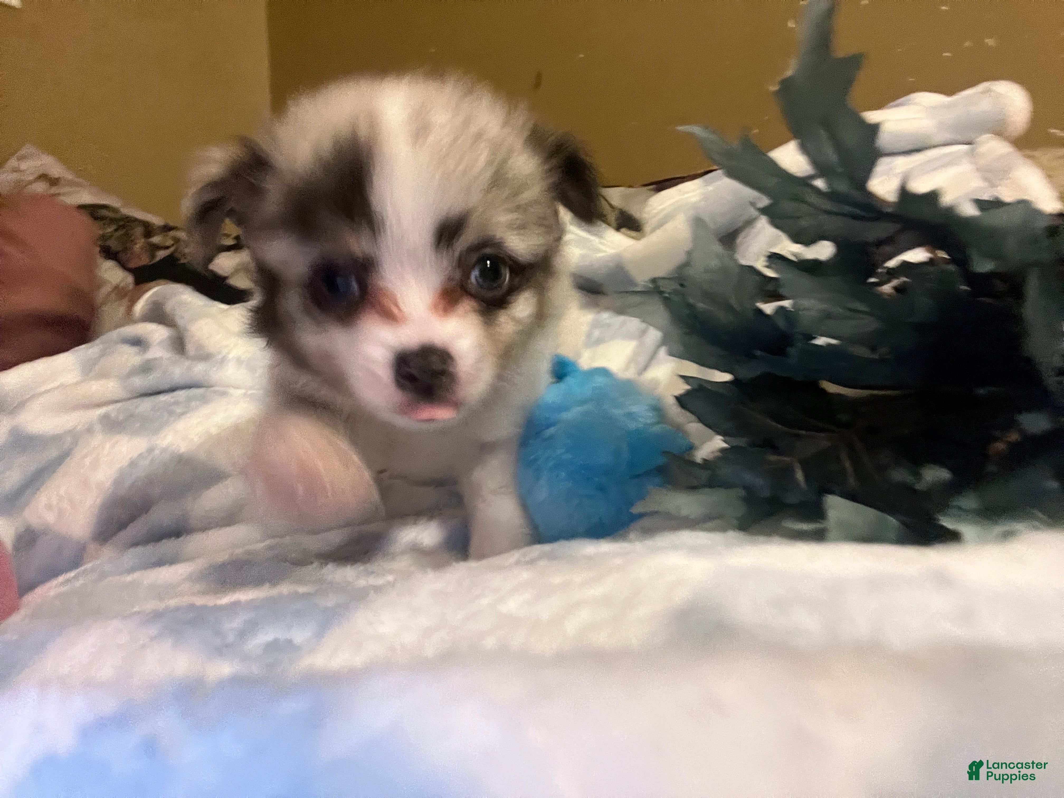 Pomchi dogs Pomchi Puppy 1 - Ad 37