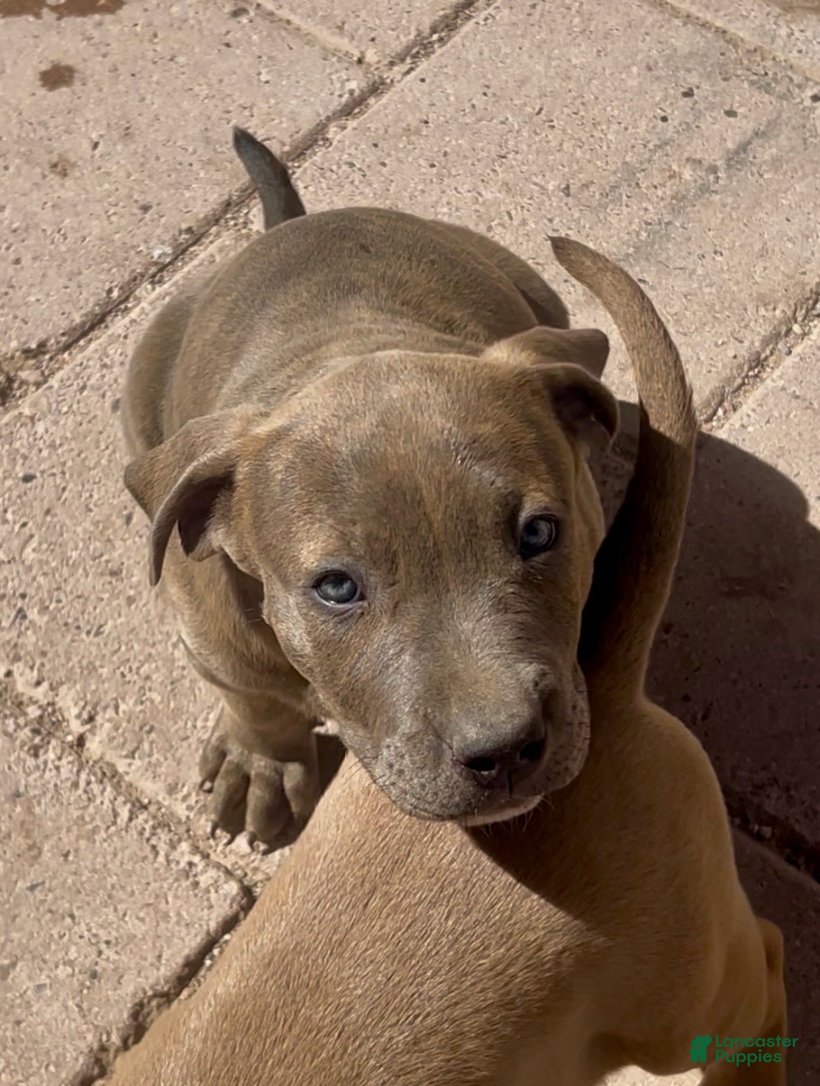 American Bully dogs GLACIUS - Ad 3