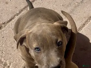 American Bully dogs GLACIUS - Ad 3