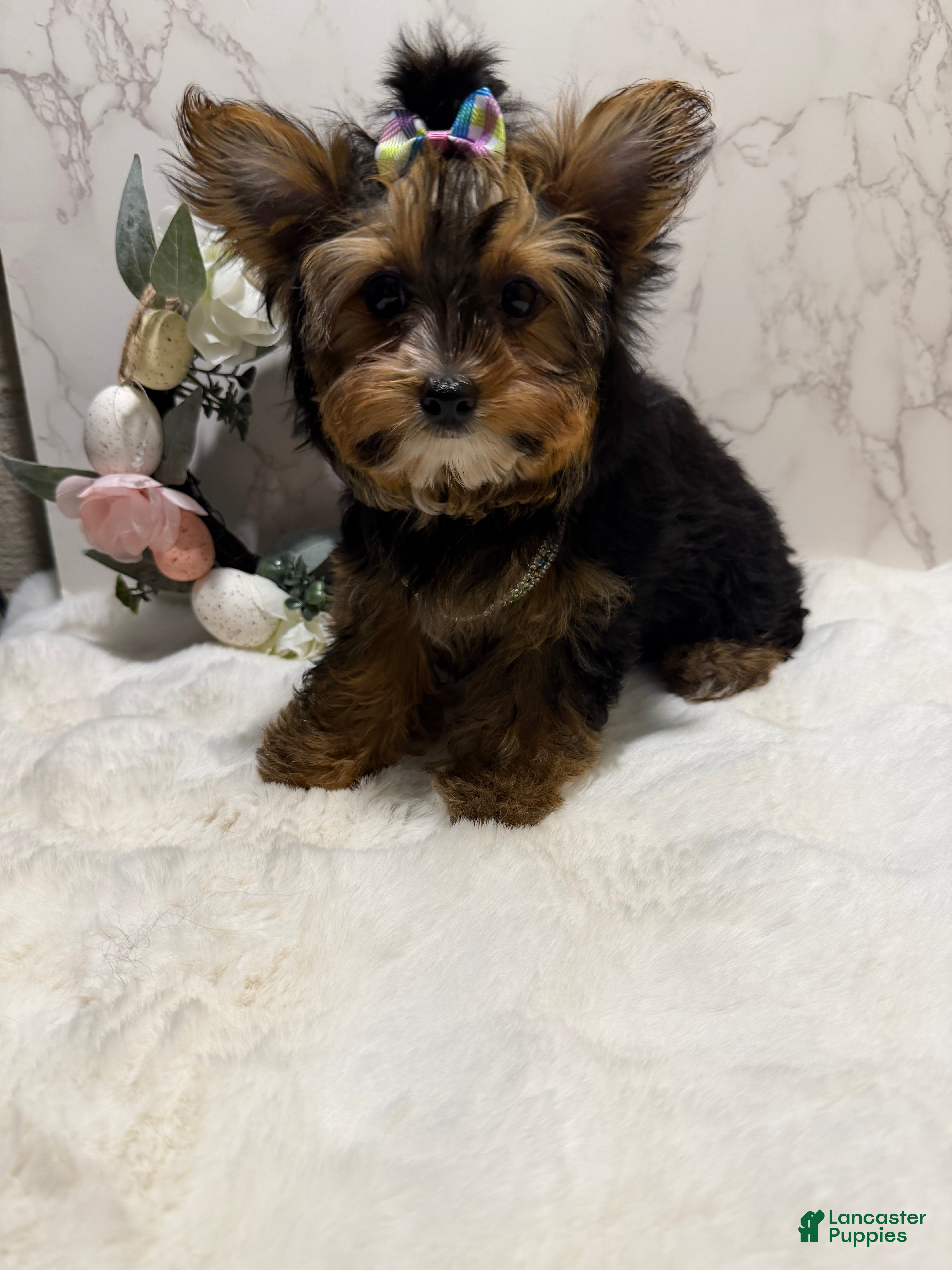 Yorkshire Terrier dogs Billy Rae - Ad 1
