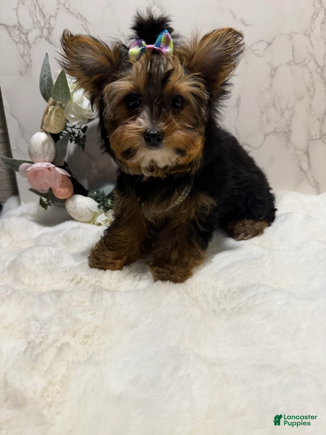 Yorkshire Terrier dogs for sale: Billy Rae - Ad 2